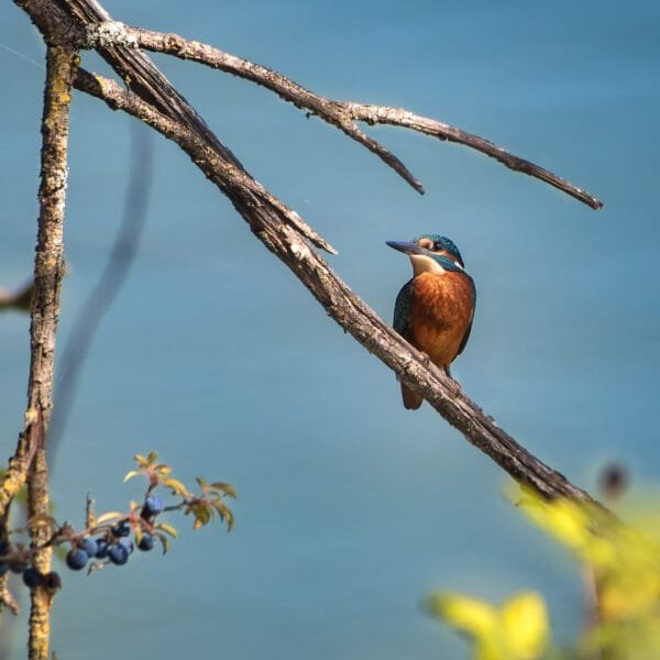 Obtenez le tirage "Rayon de soleil sur un Martin-Pêcheur" d'un martin-pêcheur montrant son poitrail doré perché au dessus d'un lac