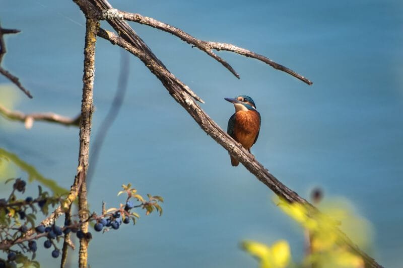 Obtenez le tirage "Rayon de soleil sur un Martin-Pêcheur" d'un martin-pêcheur montrant son poitrail doré perché au dessus d'un lac