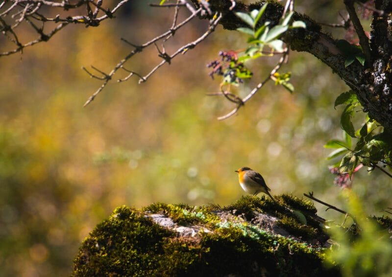 Tirage d'Art "Rouge-gorge sur son trône de verdure" Rouge-gorge posé sur un rocher moussu en plein automne