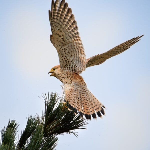 Obtenez le tirage de la photo "Toutes voiles dehors" d'un faucon crécerelle ailes déployées se posant sur une branche d'arbre
