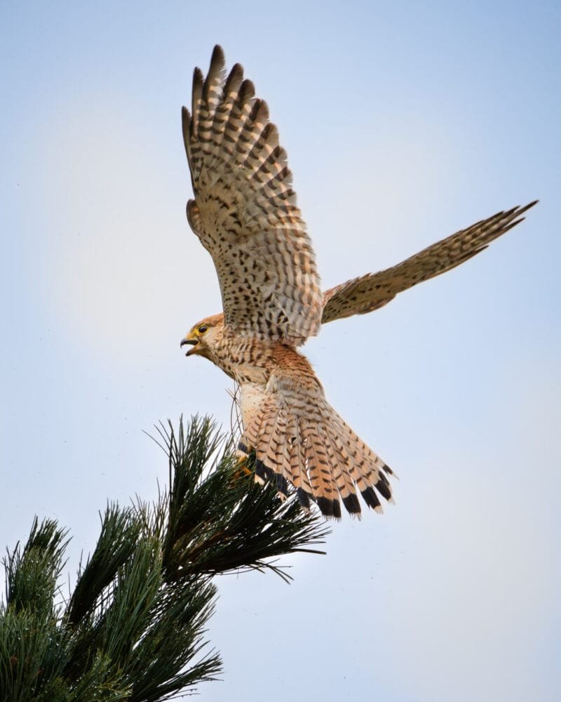 Obtenez le tirage de la photo "Toutes voiles dehors" d'un faucon crécerelle ailes déployées se posant sur une branche d'arbre