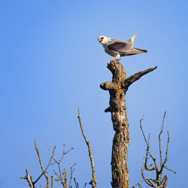 Obtenez le tirage "Percée des regards" d'un rapace blanc aux yeux rouges posé au sommet d'un arbre sa proie dans ses serres