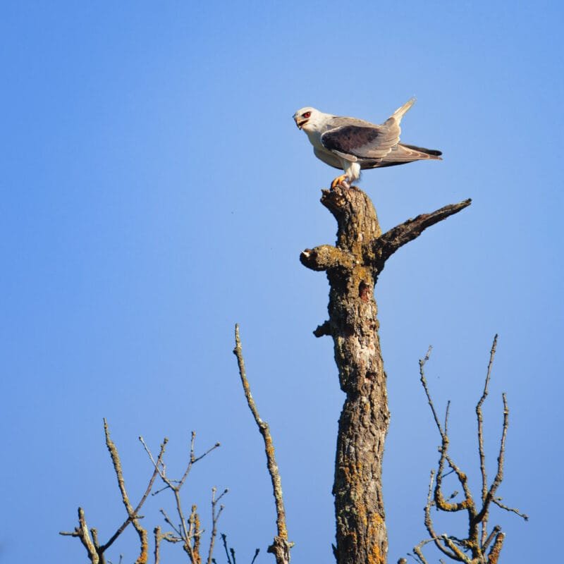 Obtenez le tirage "Percée des regards" d'un rapace blanc aux yeux rouges posé au sommet d'un arbre sa proie dans ses serres