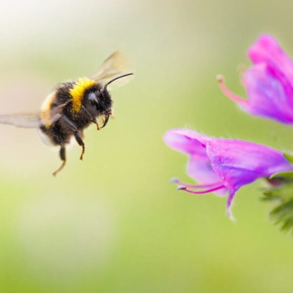 Obtenez le tirage "Délectation anticipée" d'un bourdon en plein vol s’apprêtant à se poser sur une fleur violette