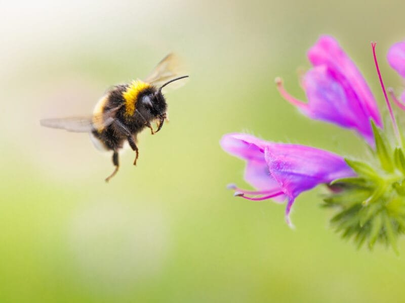 Obtenez le tirage "Délectation anticipée" d'un bourdon en plein vol s’apprêtant à se poser sur une fleur violette