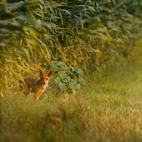 Tirage d'Art "Curiosité de jeunesse" Photographie d'un renardeau dans un champ de maïs regardant vers l'objectif au lever du soleil.