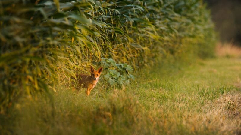 Tirage d'Art "Curiosité de jeunesse" Photographie d'un renardeau dans un champ de maïs regardant vers l'objectif au lever du soleil.