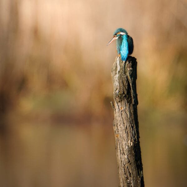 Tirage d'Art "Martin-pêcheur aux aguets" Martin-pêcheur perché sur un plot en bois