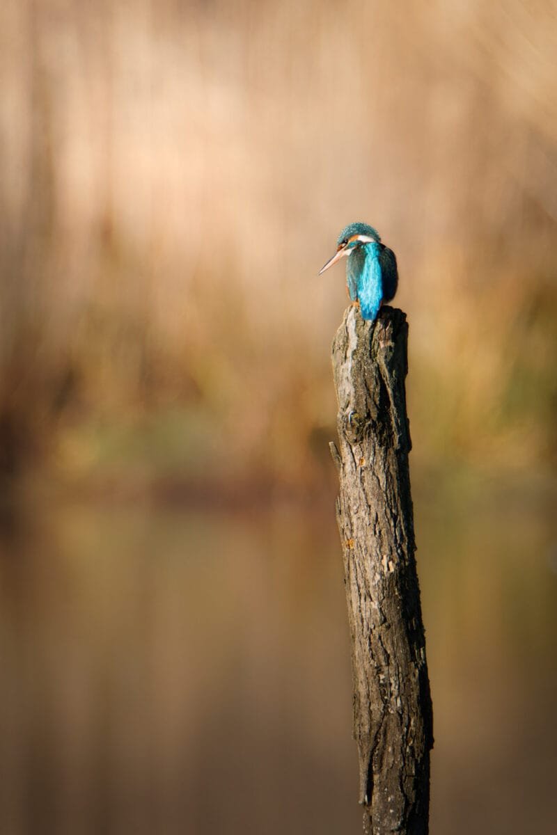 Tirage d'Art "Martin-pêcheur aux aguets" Martin-pêcheur perché sur un plot en bois