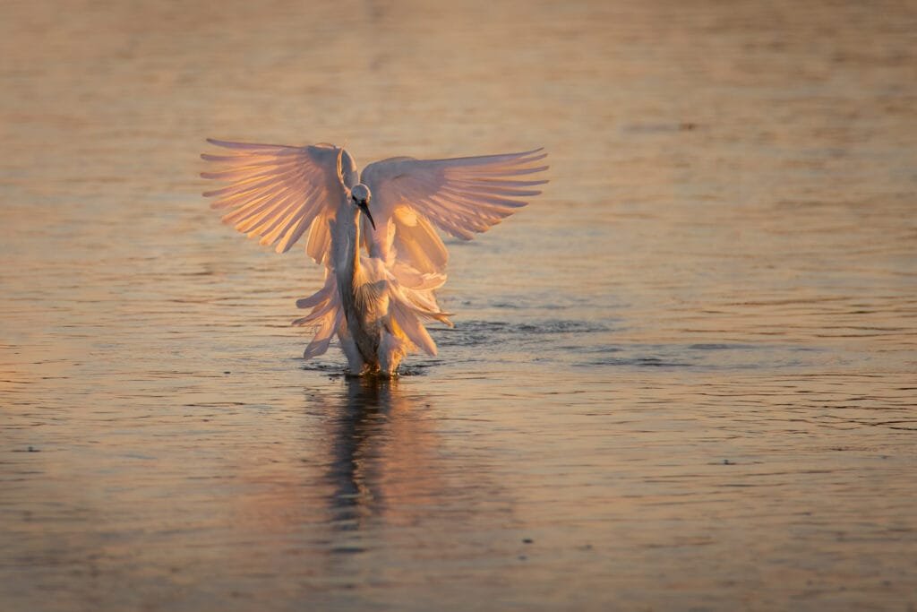 Tirage d'Art "Ballet embrasé" photographie d'une aigrette garzette se posant dans l'eau au lever du soleil