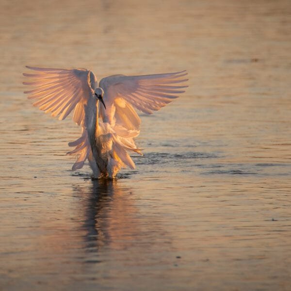 Tirage d'Art "Ballet embrasé" photographie d'une aigrette garzette se posant dans l'eau au lever du soleil