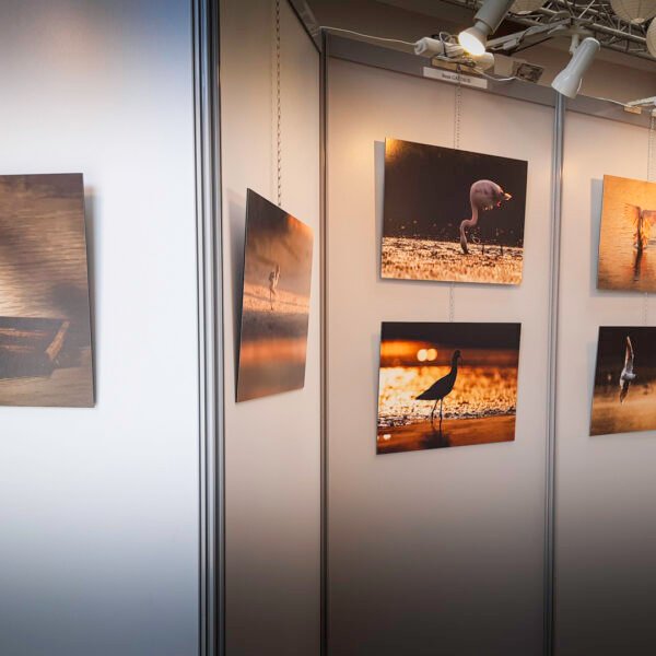 Photo d'une salle d'exposition mettant en scène ma série "Le chant des plumes"