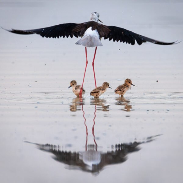 Tirage d'Art "Sous ses ailes" Photo prise au domaine des oiseaux à Mazères, Ariège depuis un des observatoires. Échasse blanche décollant à l’approche d’un oiseau d’une autre espèce afin de protéger ses petits. Ces derniers, jusque-là à l’abri sous ses ailes, se retrouvent alors dévoilés.