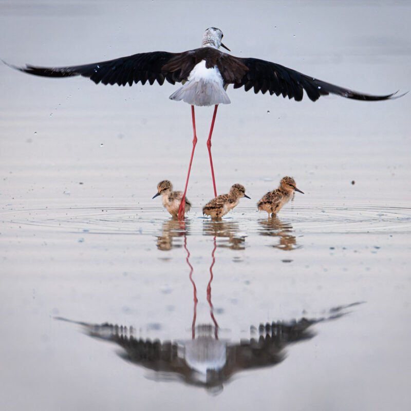 Tirage d'Art "Sous ses ailes" Photo prise au domaine des oiseaux à Mazères, Ariège depuis un des observatoires. Échasse blanche décollant à l’approche d’un oiseau d’une autre espèce afin de protéger ses petits. Ces derniers, jusque-là à l’abri sous ses ailes, se retrouvent alors dévoilés.