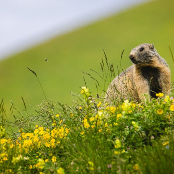 Obtenez le tirage "Prince des alpages" Marmotte sur un flanc de montagne fleuri.