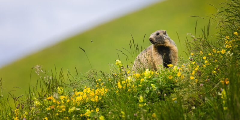 Obtenez le tirage "Prince des alpages" Marmotte sur un flanc de montagne fleuri.