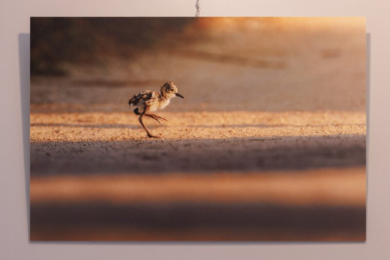Tirage 40x60cm "Sur échasses" - Photo montrant un poussin échasse blanche traversant un chemin