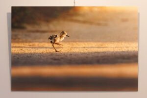 Tirage 40x60cm "Sur échasses" - Tirage imprimé sur support Dibond alu 3mm d'un poussin traversant un chemin baigné dans la lumière du soleil couchant