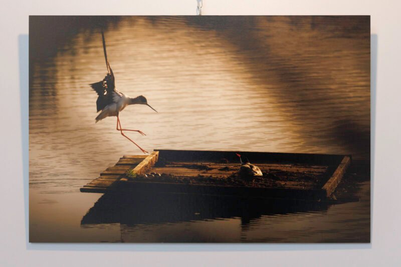Tirage 40x60cm "À la rescousse !" - Photo du tirage montrant une échasse blanche atterrissant sur une barque où se trouve son nid pour repousser une sterne s’y étant posée.