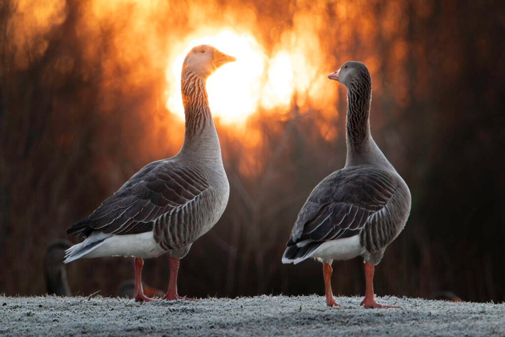 Obtenez le tirage "Au premier regard" - Photo montrant deux oies cendrées se tenant devant le soleil. Photo prise couchée au sol dans l’herbe givrée aux abords d’un des étangs du Domaine des Oiseaux à Mazères, Ariège.