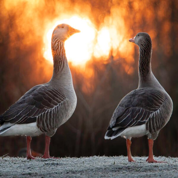 Obtenez le tirage "Au premier regard" - Photo montrant deux oies cendrées se tenant devant le soleil. Photo prise couchée au sol dans l’herbe givrée aux abords d’un des étangs du Domaine des Oiseaux à Mazères, Ariège.