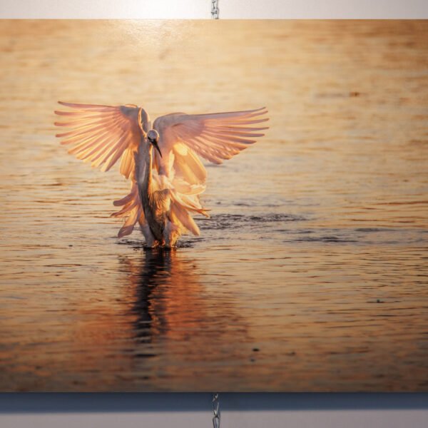 Tirage d'Art en 40x60cm "Ballet embrasé" - photographie d'une aigrette garzette se posant dans l'eau au lever du soleil