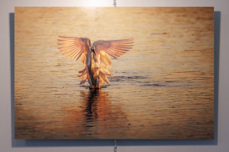 Tirage d'Art en 40x60cm "Ballet embrasé" - photographie d'une aigrette garzette se posant dans l'eau au lever du soleil