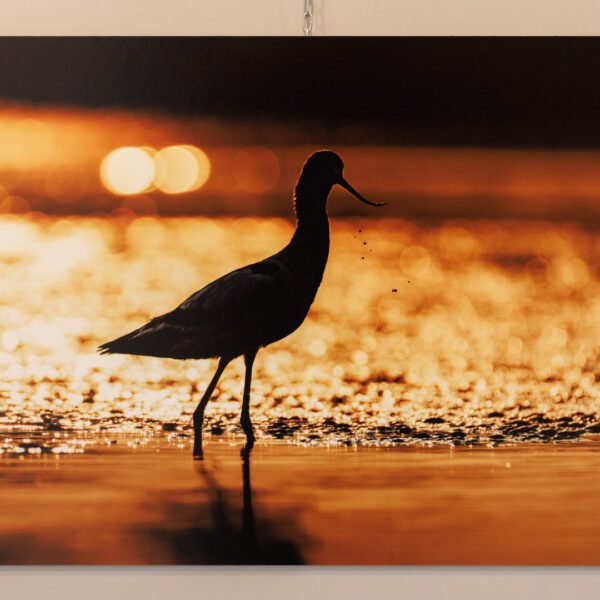 Tirage 40x60cm "Contemplation rougeoyante" - Photo d'une avocette élégante regardant au loin, des gouttes d'eau tombant de son bec alors que le soleil couchant embrase le marais