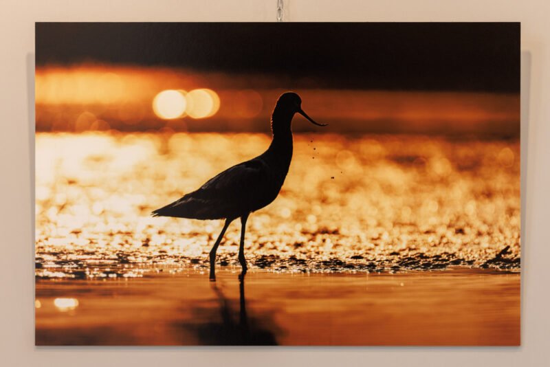 Tirage 40x60cm "Contemplation rougeoyante" - Photo d'une avocette élégante regardant au loin, des gouttes d'eau tombant de son bec alors que le soleil couchant embrase le marais
