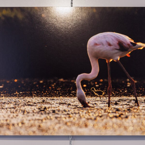 Tirage 40x60cm "Aux pieds des géants" - Photo montrant un poussin échasse blanche traversant un chemin