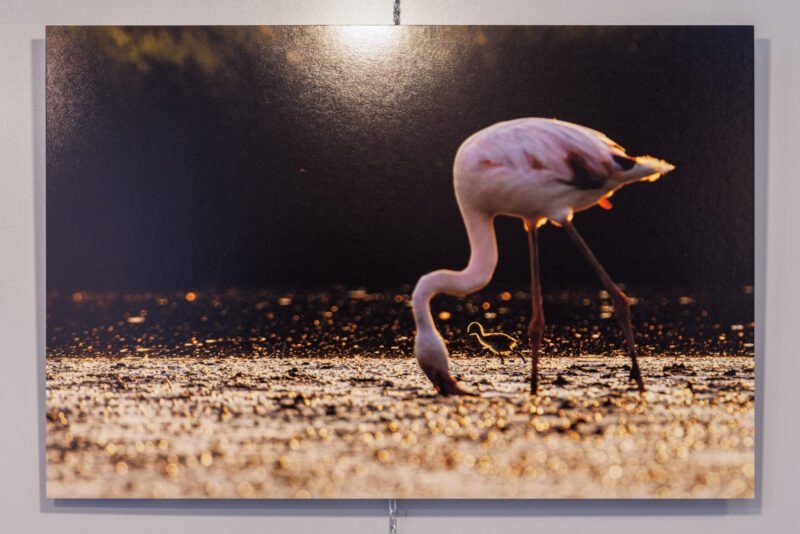 Tirage 40x60cm "Aux pieds des géants" - Photo montrant un poussin échasse blanche traversant un chemin