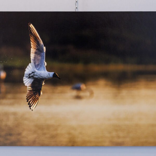Tirage 40x60cm "Gouttes acrobatiques" - Photo d'une mouette rieuse en plein vol. Les gouttes d'eau continuent de perler telle une traînée d'avion de chasse après son plongeon rasant à la surface du marais camarguais.