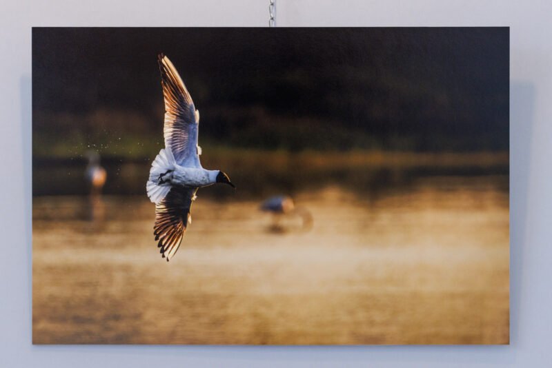 Tirage 40x60cm "Gouttes acrobatiques" - Photo d'une mouette rieuse en plein vol. Les gouttes d'eau continuent de perler telle une traînée d'avion de chasse après son plongeon rasant à la surface du marais camarguais.