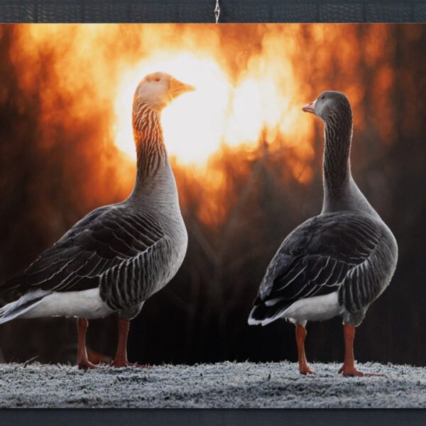 Tirage 40x60cm "Gouttes acrobatiques" - Photo montrant deux oies cendrées se tenant devant le soleil. Photo prise couchée au sol dans l’herbe givrée aux abords d’un des étangs du Domaine des Oiseaux à Mazères, Ariège.