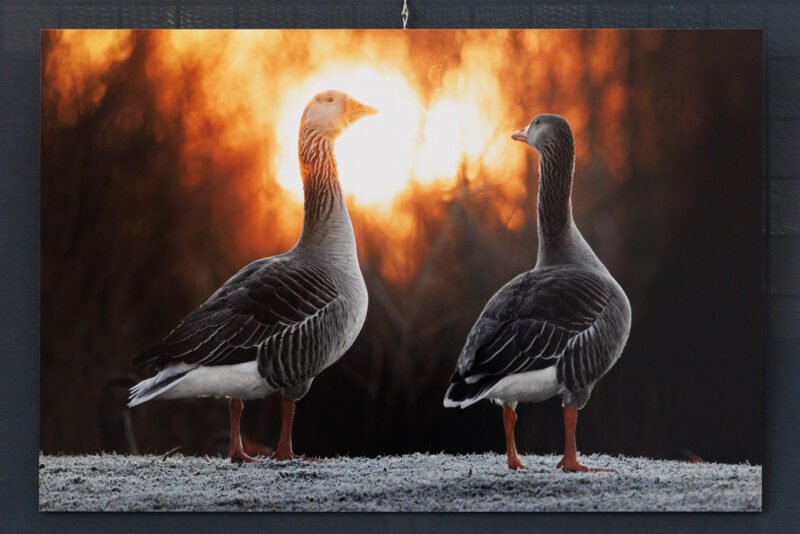 Tirage 40x60cm "Gouttes acrobatiques" - Photo montrant deux oies cendrées se tenant devant le soleil. Photo prise couchée au sol dans l’herbe givrée aux abords d’un des étangs du Domaine des Oiseaux à Mazères, Ariège.