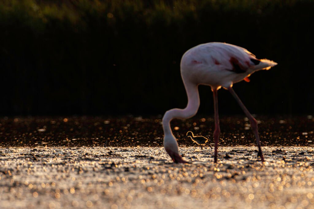 Obtenez le tirage "Aux pieds des géants" - Photo d'un poussin échasse blanche passant entre les pattes d'un flamand rose en Camargue