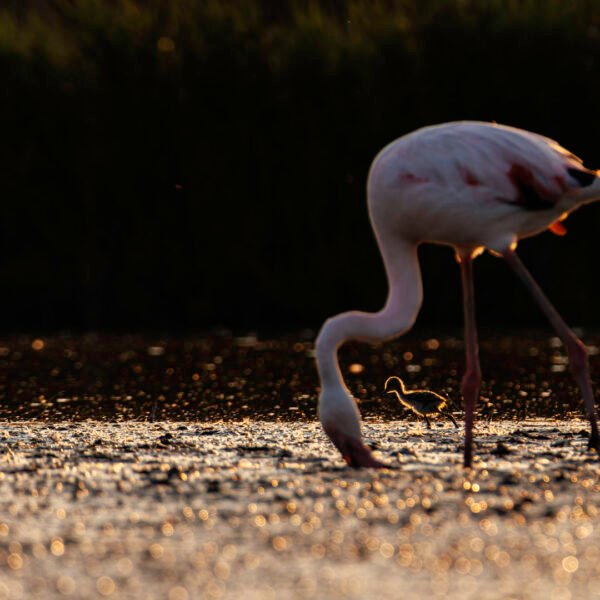 Obtenez le tirage "Aux pieds des géants" - Photo d'un poussin échasse blanche passant entre les pattes d'un flamand rose en Camargue