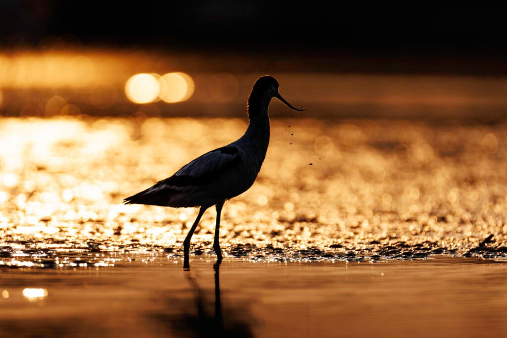 Obtenez le tirage "Contemplation rougeoyante" - Photo d'une avocette élégante regardant au loin, des gouttes d'eau tombant de son bec alors que le soleil couchant embrase le marais