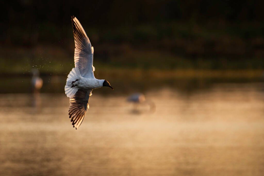 Obtenez le tirage "Gouttes acrobatiques" - Photo d'une mouette rieuse en plein vol. Les gouttes d'eau continuent de perler telle une traînée d'avion de chasse après son plongeon rasant à la surface du marais camarguais.