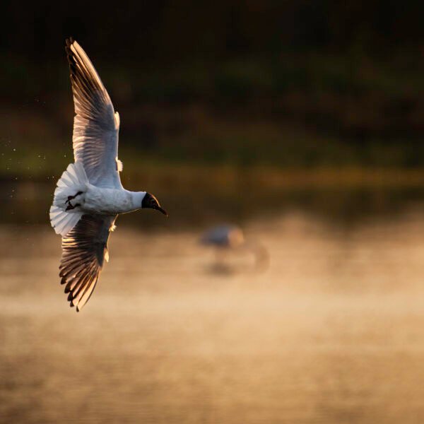 Obtenez le tirage "Gouttes acrobatiques" - Photo d'une mouette rieuse en plein vol. Les gouttes d'eau continuent de perler telle une traînée d'avion de chasse après son plongeon rasant à la surface du marais camarguais.
