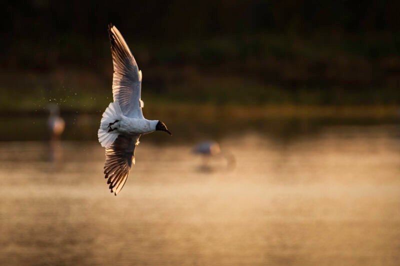 Obtenez le tirage "Gouttes acrobatiques" - Photo d'une mouette rieuse en plein vol. Les gouttes d'eau continuent de perler telle une traînée d'avion de chasse après son plongeon rasant à la surface du marais camarguais.