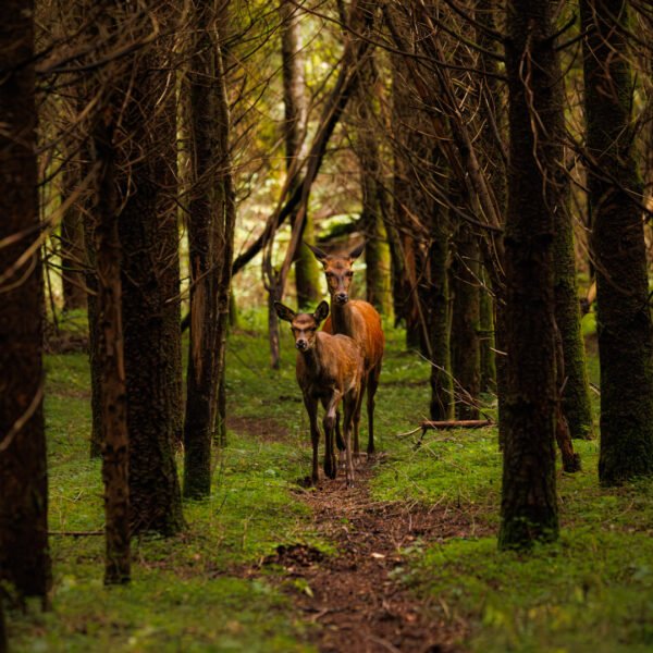 Obtenez le tirage "Ensemble" - Photo montrant une biche et son faon au milieu d'une allée d'arbre