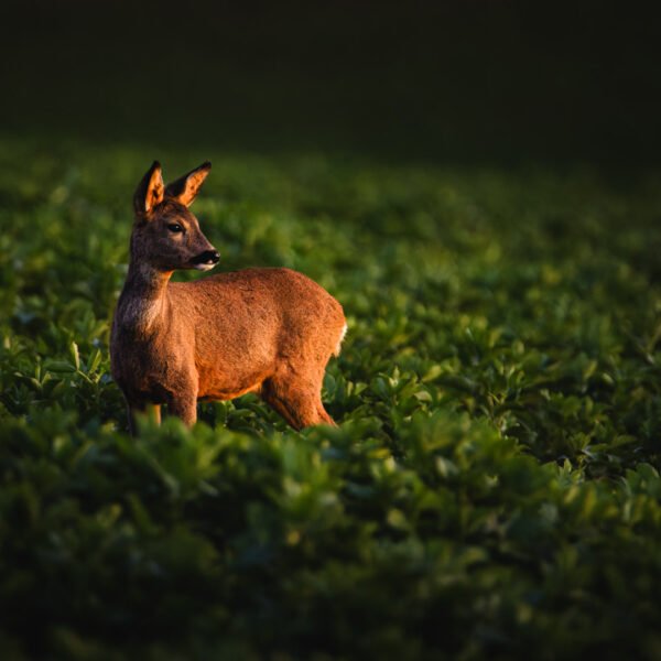Obtenez le tirage "Voisine" - Photo montrant une chevrette dans un champ prise lors des derniers rayons du soleil un beau jour de Décembre. Elle fait partie de ma série sur la vallée de la Lèze.