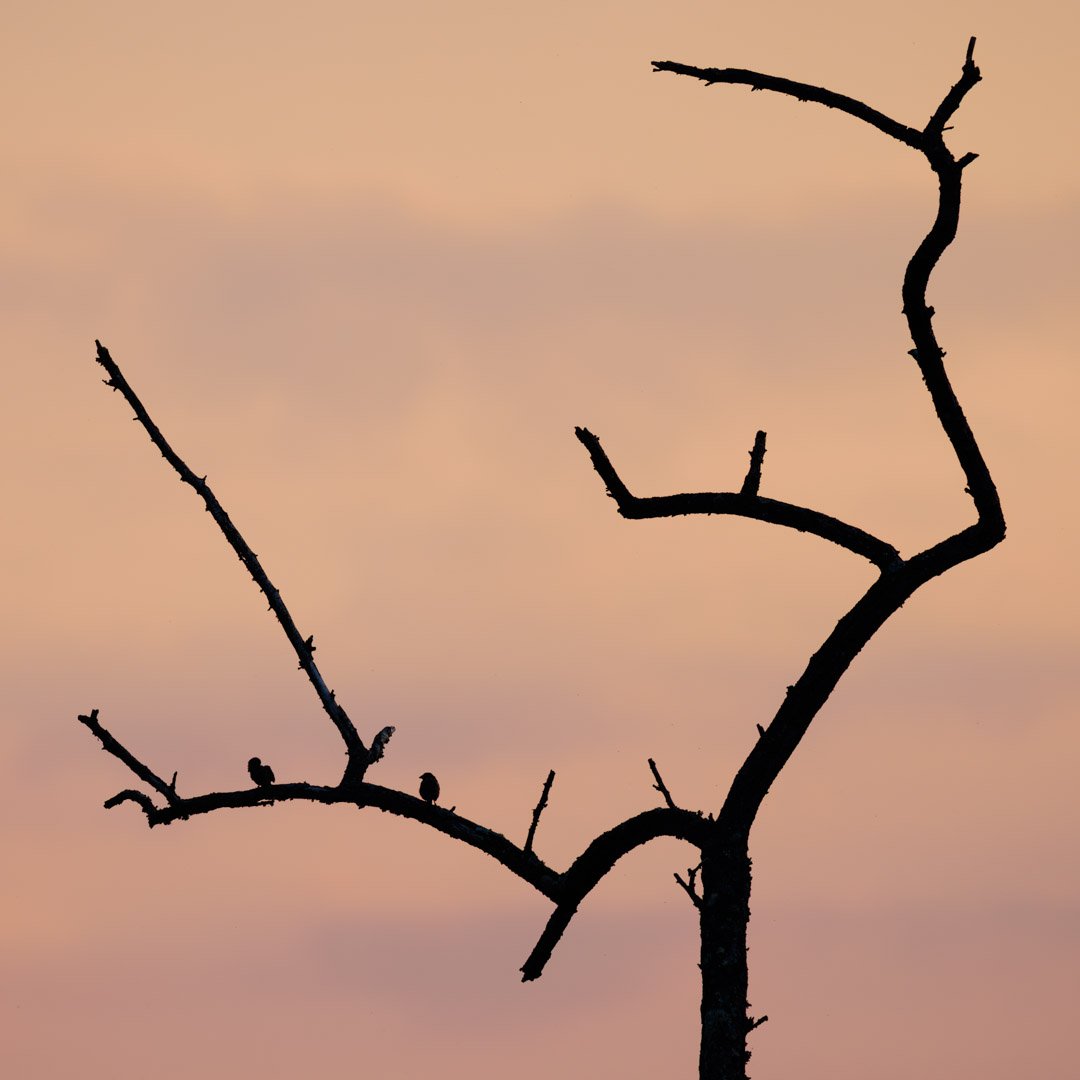 Obtenez le tirage d'Art "Encre et pastel" - Photo de deux mésanges à longue queue à contre-jour. La douce lumière chaude de ce mois d'août peint un arrière plan pastel alors que le contre-jour semble dessiné à l'encre de chine. Elle fait partie de ma série sur la vallée de la Lèze.