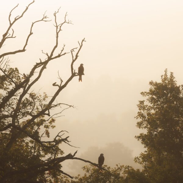 Obtenez le tirage d'Art "Perce brumes" - Photo de deux milans à contre-jour. La lumière de ce matin d'octobre est chaude est diffuse grâce à une épaisse brume. Elle fait partie de ma série sur la vallée de la Lèze.