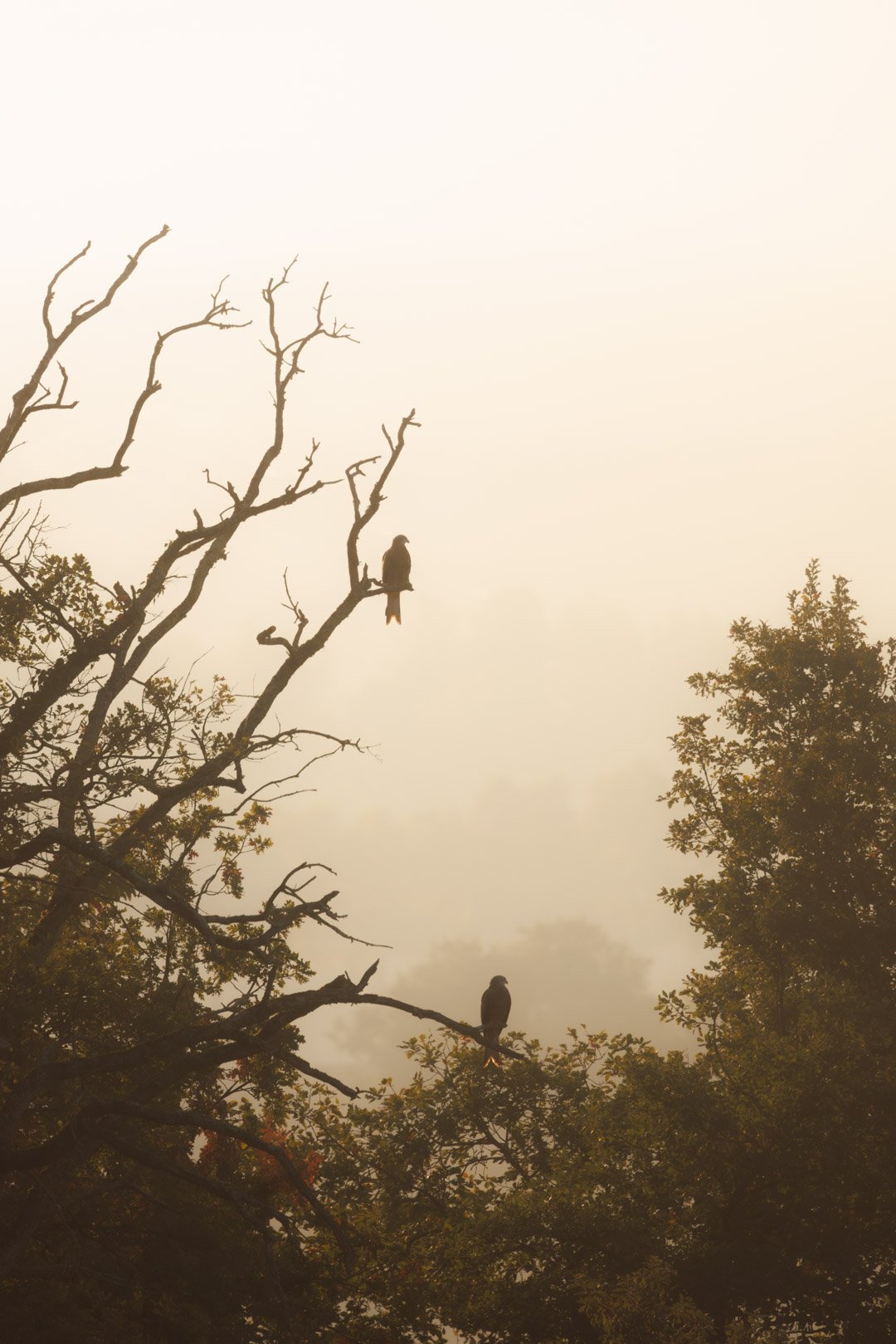 Obtenez le tirage d'Art "Perce brumes" - Photo de deux milans à contre-jour. La lumière de ce matin d'octobre est chaude est diffuse grâce à une épaisse brume. Elle fait partie de ma série sur la vallée de la Lèze.
