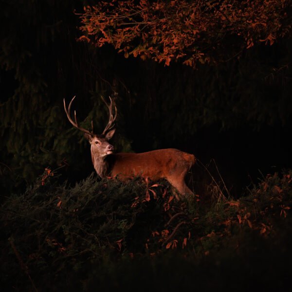 - d'un magnifique cerf élaphe sous la douce lumière du soleil levant. Photo prise en Ariège, Pyrénées.