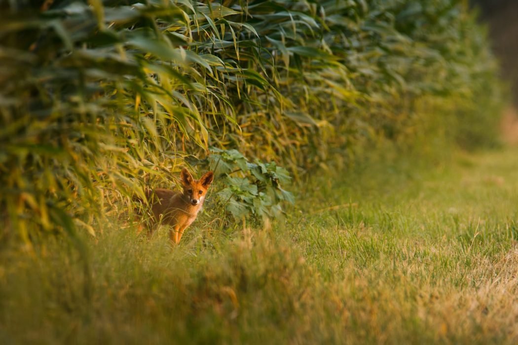 Tirage d'Art "Curiosité de jeunesse" Photographie d'un renardeau dans un champ de maïs regardant vers l'objectif au lever du soleil.